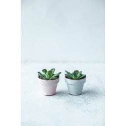 Puderasto ružičasta glazura 9493 200 ml